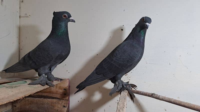 Fancy pigeons 2