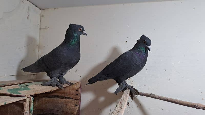 Fancy pigeons 3