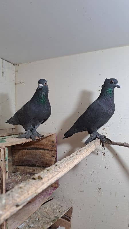 Fancy pigeons 4