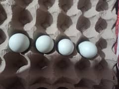 Araucana / Blue green egg laying pairs and eggs