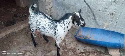 barbari male and tapri female