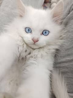 Persian male kitten for sale