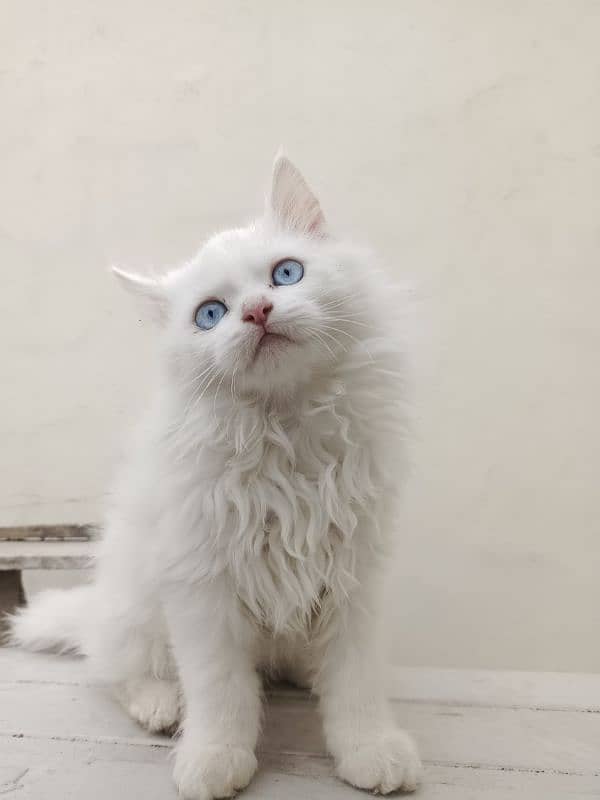 Persian male kitten for sale 1