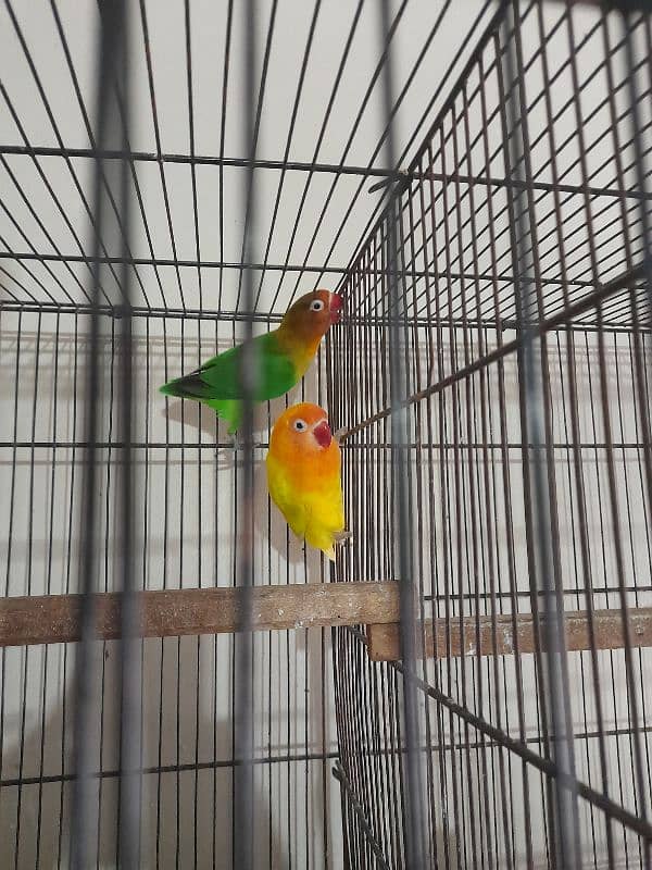 lovebirds and cages 1