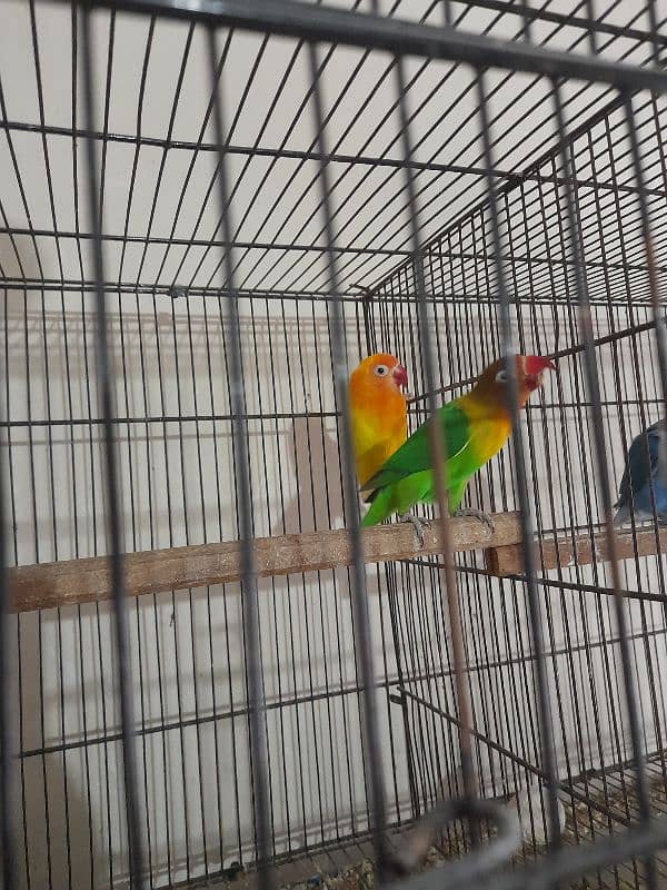 lovebirds and cages 2