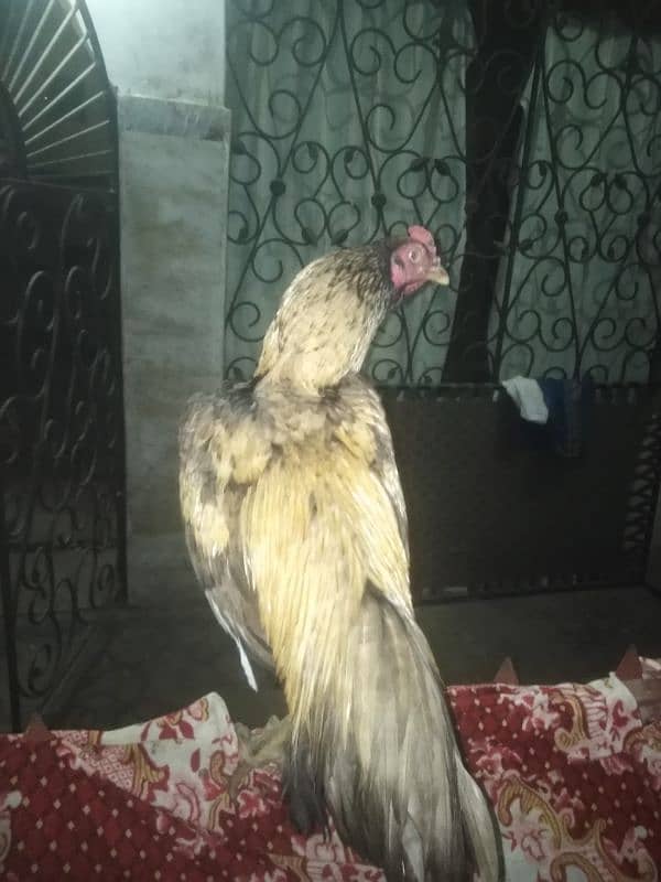 Aseel shajri mianwali female with pathay and pathian for sale 9