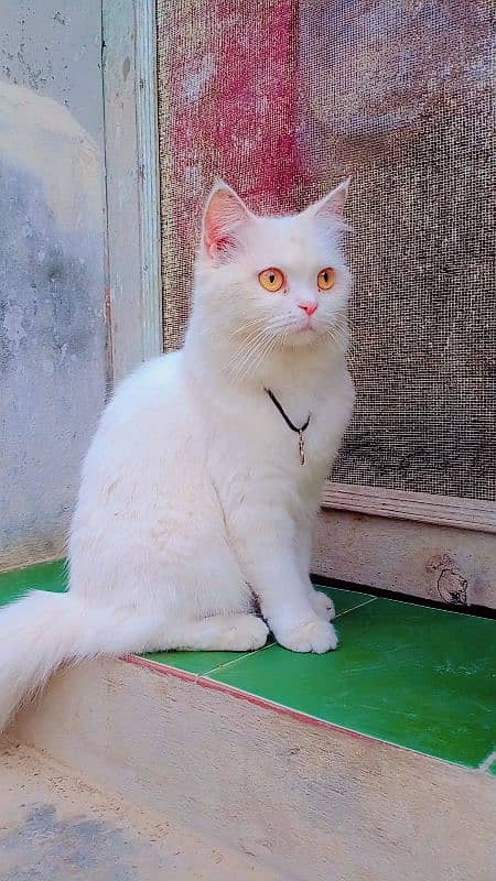 female cat urgent sale an exchange posible 1