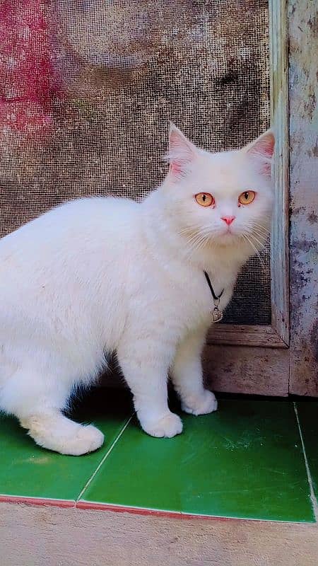 female cat urgent sale an exchange posible 2