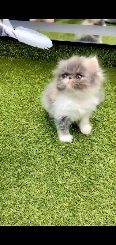 Persian Cat Female Triple Coated # Watsapp 03486223941 1