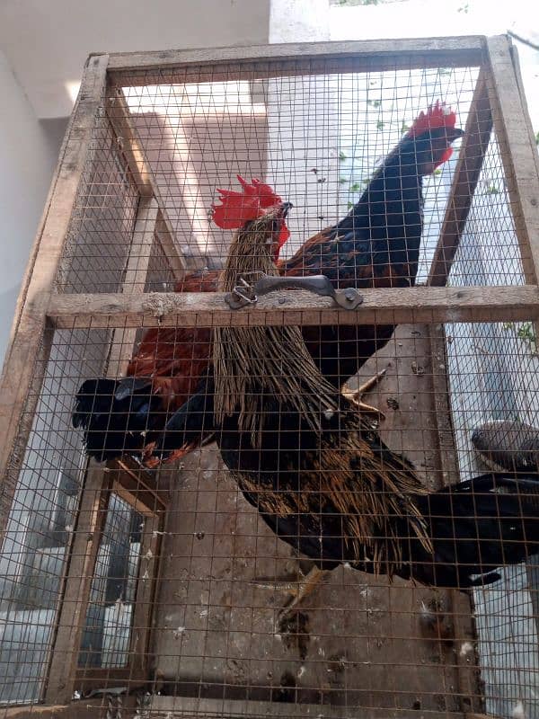 3 rooster for sale 0