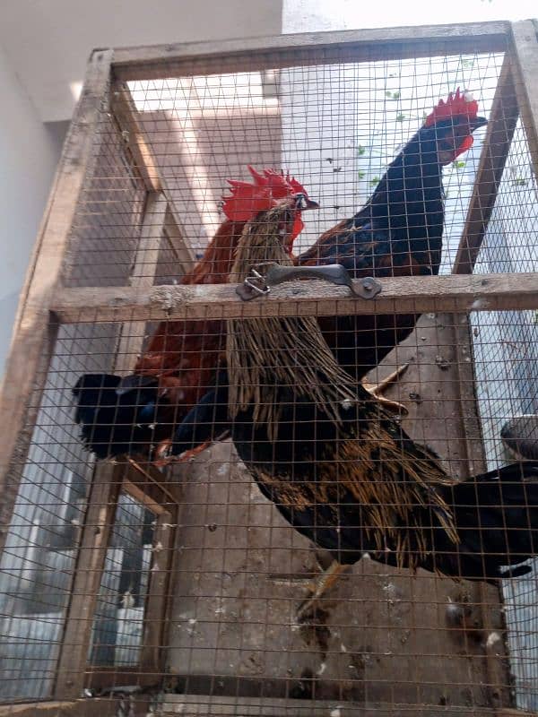 3 rooster for sale 1