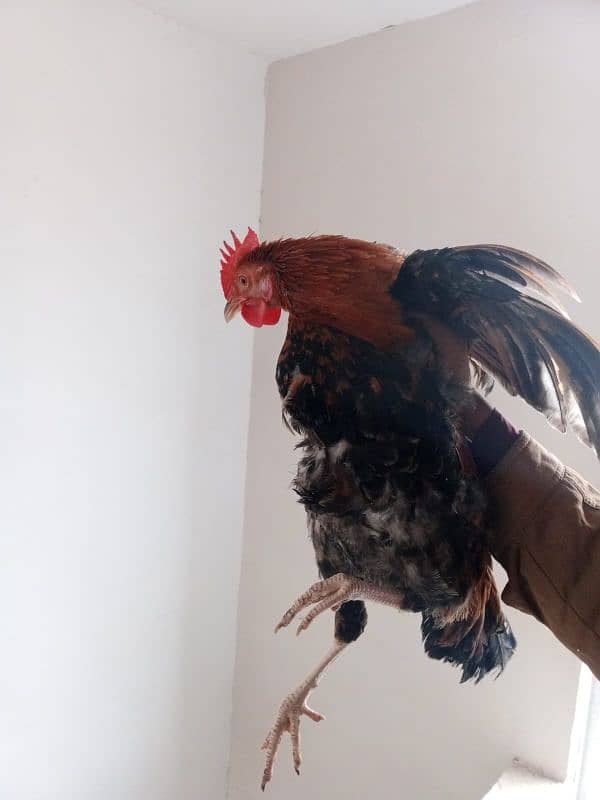 3 rooster for sale 2