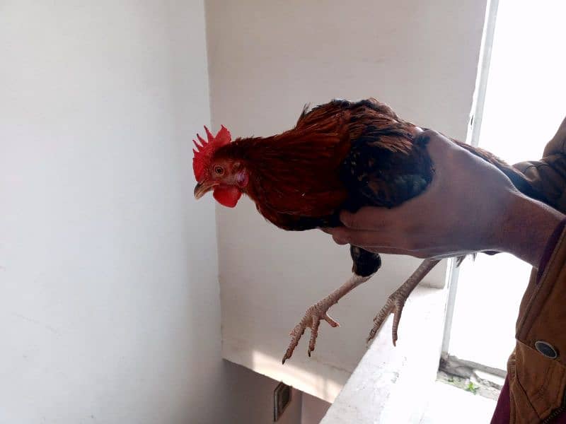 3 rooster for sale 4