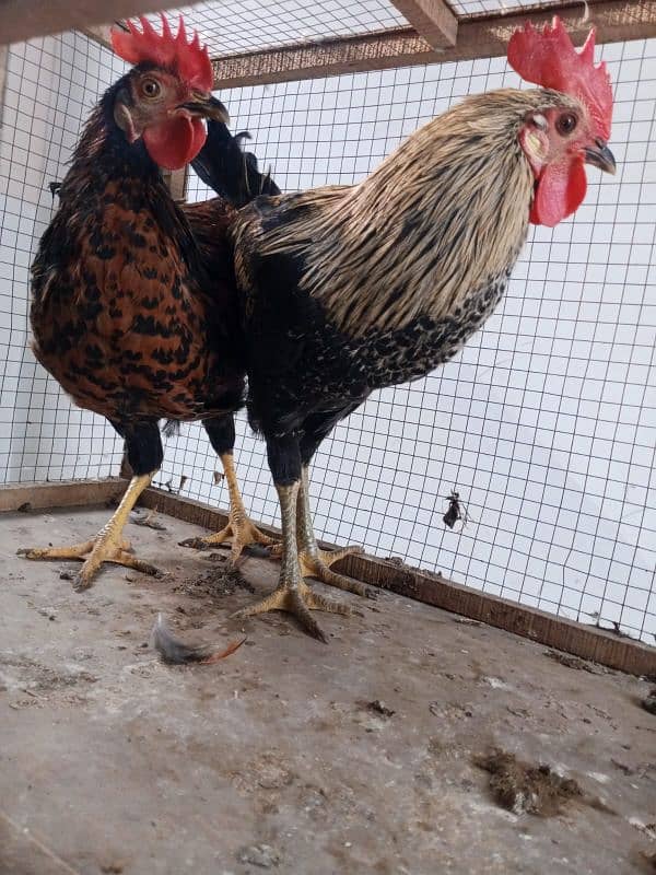 3 rooster for sale 5