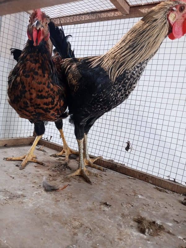 3 rooster for sale 6