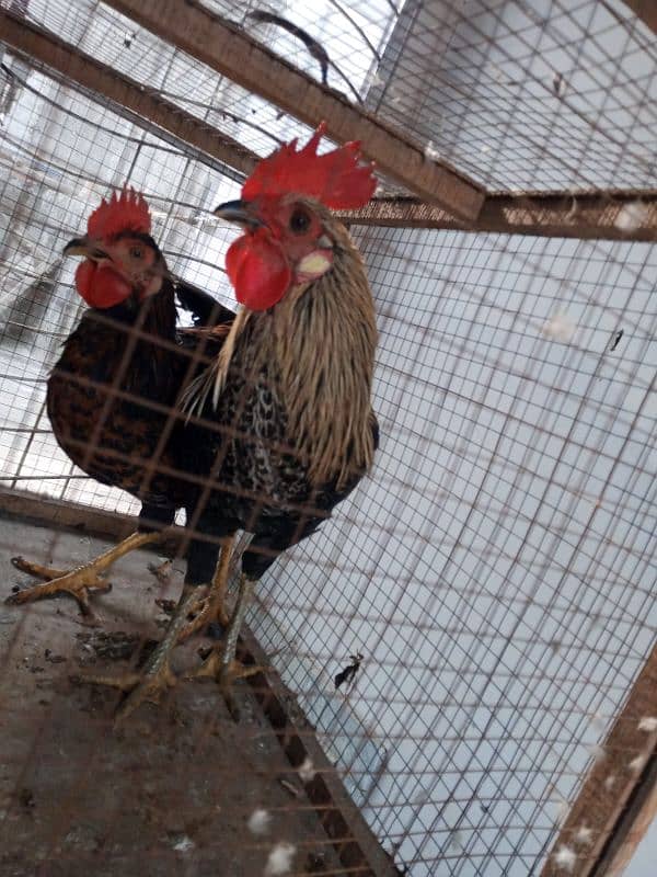 3 rooster for sale 7