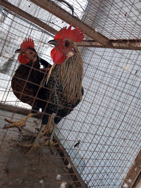 3 rooster for sale 8