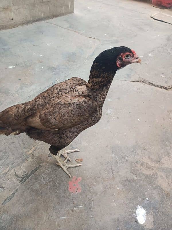 Aseel shajri mianwali female with pathay and pathian for sale 10