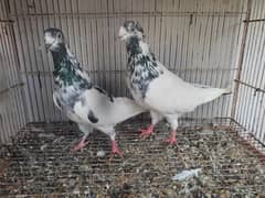 Pigeon pairs.   03094170317