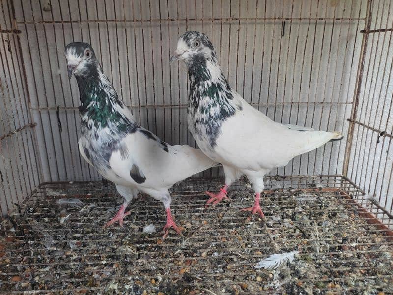 Pigeon pairs.   03094170317 0