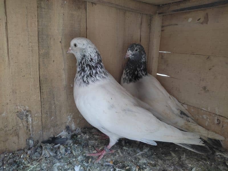 Pigeon pairs.   03094170317 1