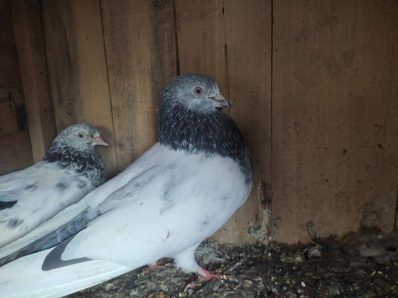 Pigeon pairs.   03094170317 2