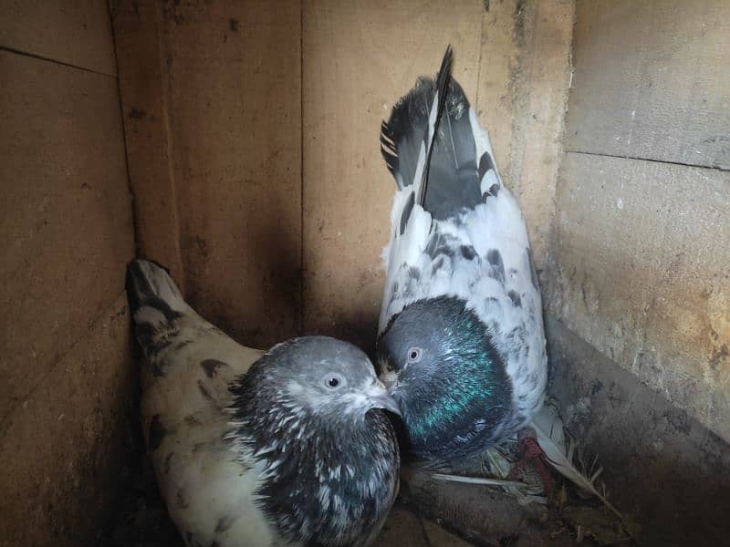 Pigeon pairs.   03094170317 3