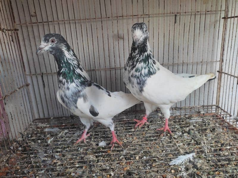 Pigeon pairs.   03094170317 4