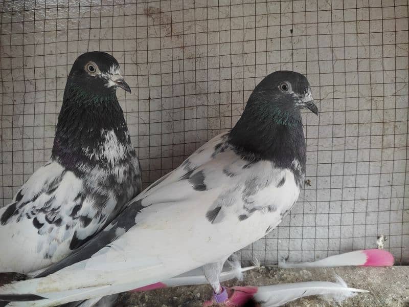 Pigeon pairs.   03094170317 5