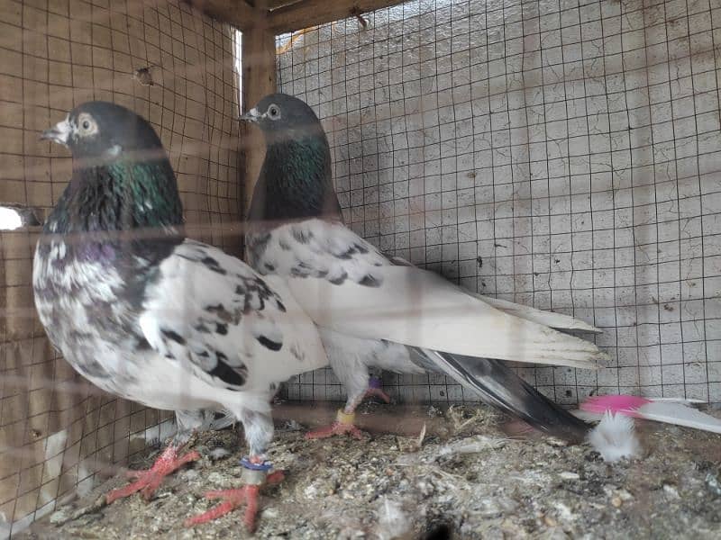 Pigeon pairs.   03094170317 6