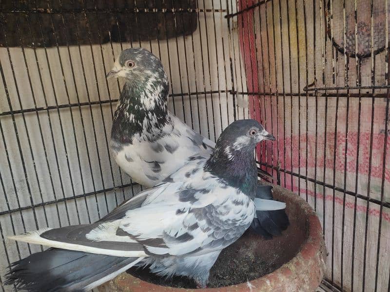 Pigeon pairs.   03094170317 7