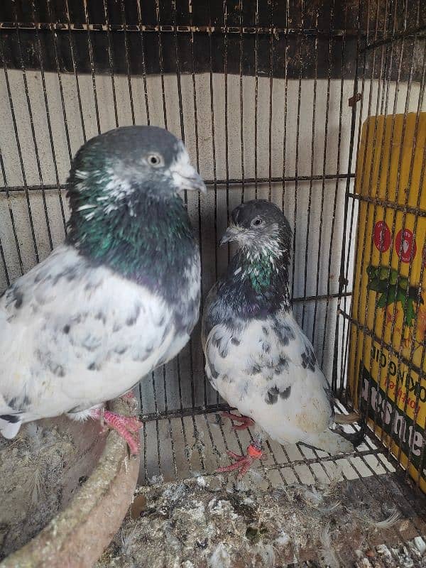 Pigeon pairs.   03094170317 8