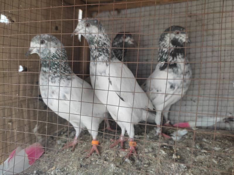 Pigeon pairs.   03094170317 9