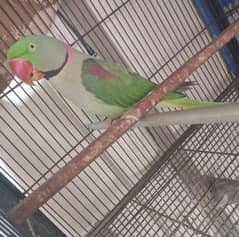 Alexandrine raw parrot ,phone number 03136187733