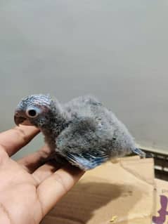 Conure Chicks Available Greencheek Pineapple