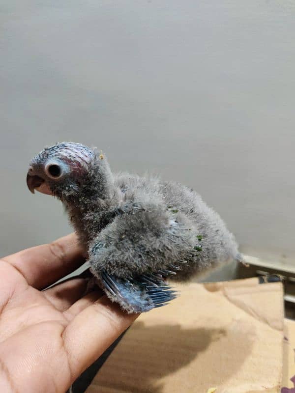 Conure Chicks Available Greencheek Pineapple 2