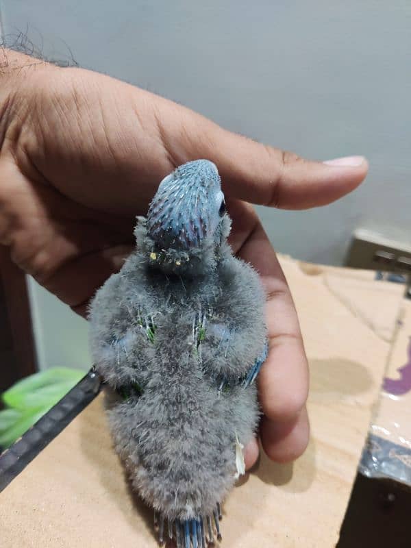 Conure Chicks Available Greencheek Pineapple 3