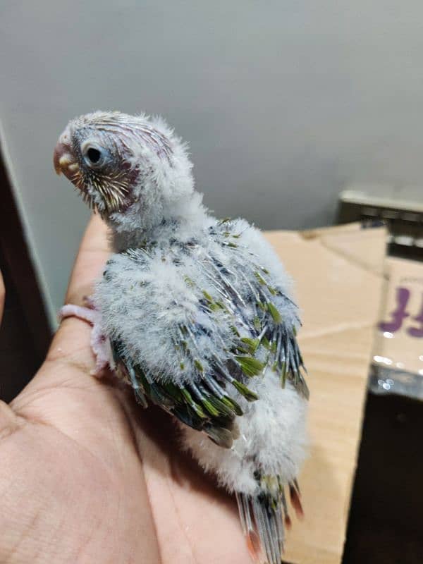 Conure Chicks Available Greencheek Pineapple 6