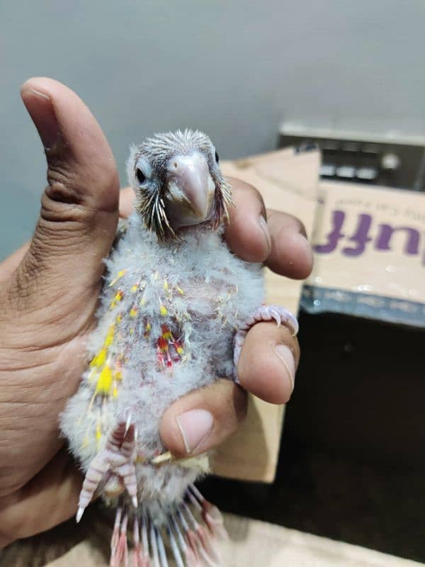 Conure Chicks Available Greencheek Pineapple 7