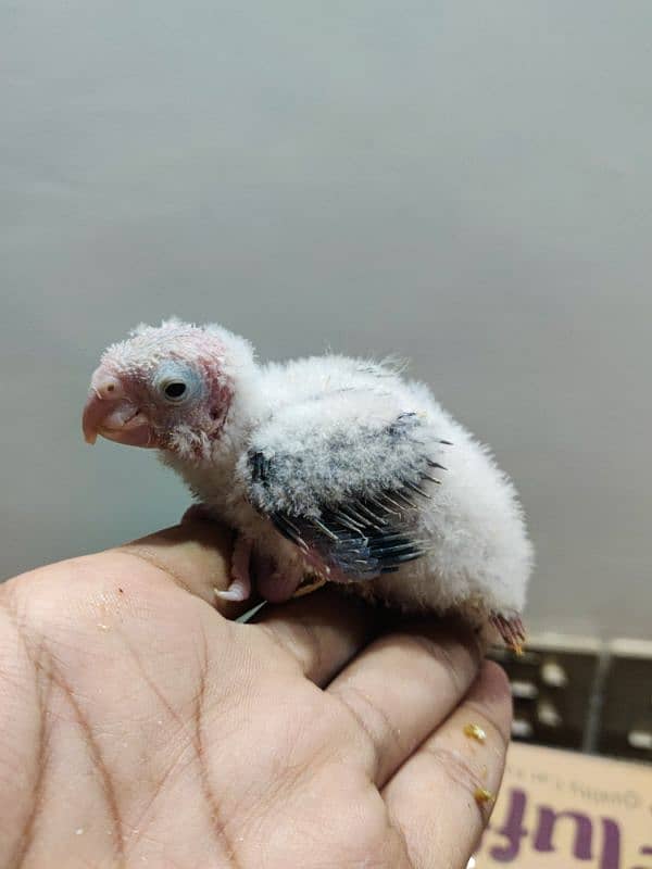 Conure Chicks Available Greencheek Pineapple 9