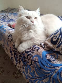 Persian cat