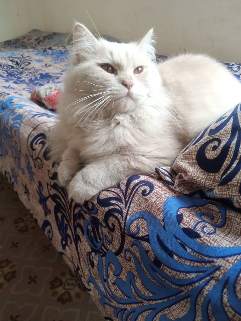 Persian cat 0