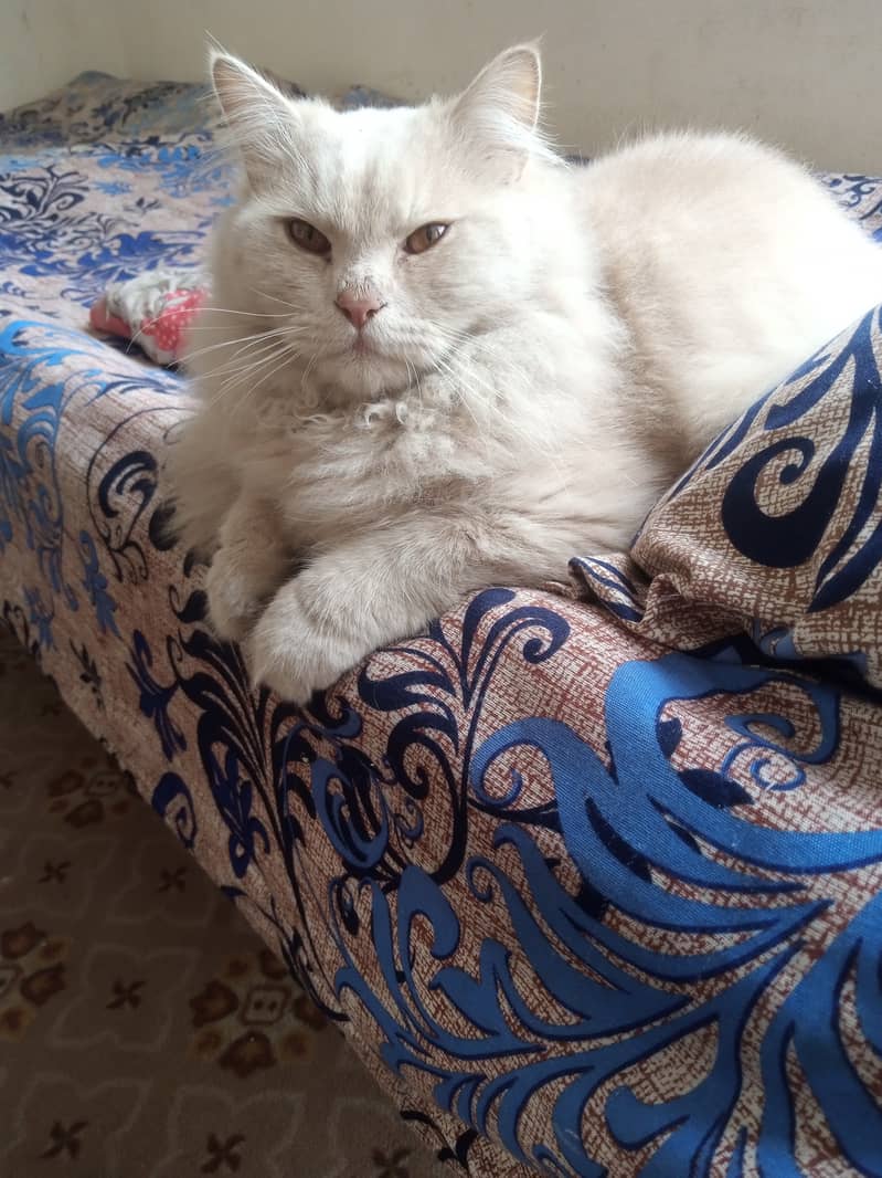 Persian cat 1