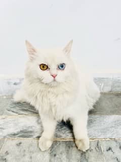 persian cat 6 months old, with coloured eyes golden and blue