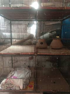 Cage for sale