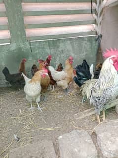 hen for sale golden murgiyan number is 03228891570