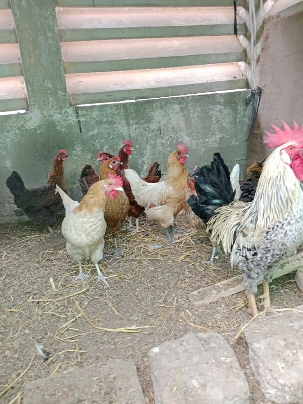 hen for sale golden murgiyan number is 03228891570 0