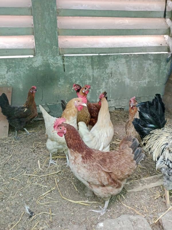 hen for sale golden murgiyan number is 03228891570 1