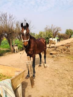 Horses ghoda 03006117997