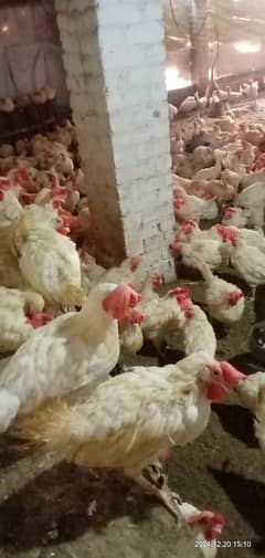 Poultry  Layer Hen. 10 murgiyon ka sath aik free.